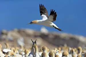 Capensis: Cape Gannet (Morus capensis), Lamberts Bay, Western
