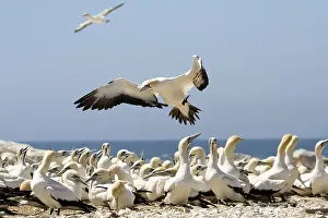 Gannet: Cape Gannet (Morus capensis), South Africa