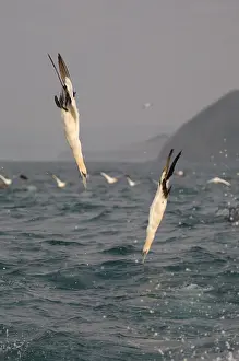Port: Cape Gannet - pair diving - Port St Johns, Wild