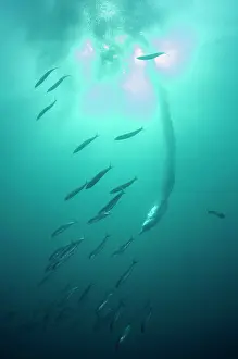 Plumes: Cape Gannet plume by diving into baitball (school