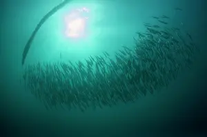 Baitball: Cape Gannet plume by diving into baitball (school