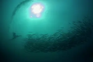 Baitball: Cape Gannet plume by diving into baitball (school