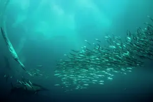 Baitball: Cape Gannet plume by diving into baitball (school