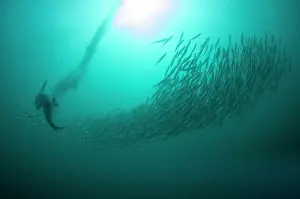 Baitball: Cape Gannet plume by diving into baitball (school