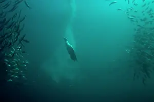 Baitball: Cape Gannet plume by diving into baitball (school