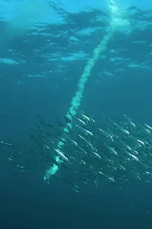 Transkei: Cape Gannet plume by diving into baitball (school
