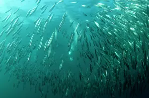 Transkei: Cape Gannet plume by diving into baitball (school