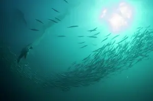 Capensis: Cape Gannet plume by diving into baitball (school
