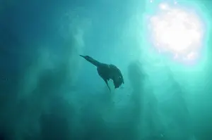 Baitball: Cape Gannet with plumes by diving into baitball