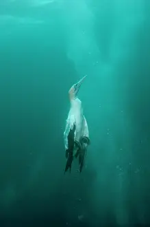 Transkei: Cape Gannet with plumes by diving into baitball