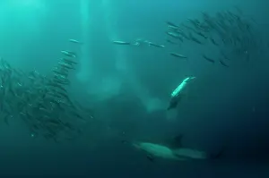 Baitball: Cape Gannet plumes from diving in to baitball (school