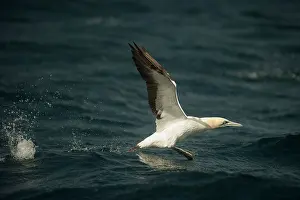 Johns: Cape Gannet taking off from water