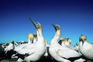Capensis: Cape Gannets