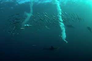 Transkei: Cape Gannets catching fish from diving in to baitball