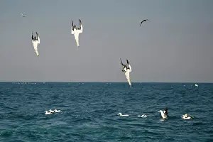 Johns: Cape Gannets diving into water to catch small fish