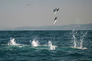 Johns: Cape Gannets diving into water to catch small fish