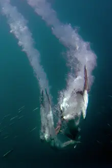 Johns: Cape Gannets - Endangered - with plumes from diving