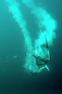 Plumes: Cape Gannets fighting over fish with plumes by diving