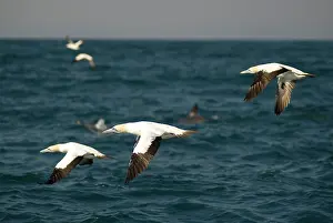 Johns: Cape Gannets flock in flight