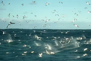 Johns: Cape Gannets flying and diving into water to catch