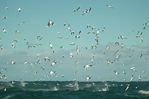Johns: Cape Gannets flying and diving into water to catch