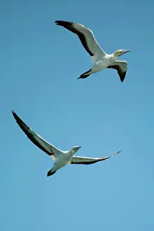 Johns: Cape Gannets pair flying