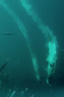 Baitball: Cape Gannets plume by diving into baitball (school