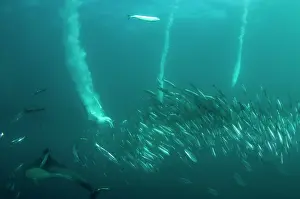 Plumes: Cape Gannets plumes from diving in to baitball (school