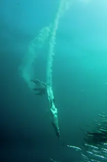 Plumes: Cape Gannets plumes by diving into baitball (school