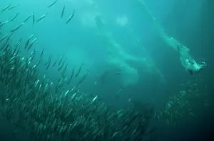 Baitball: Cape Gannets plumes by diving into baitball (school