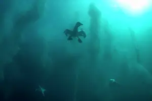 Baitball: Cape Gannets plumes by diving into baitball (school