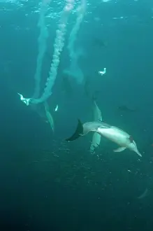 Transkei: Cape Gannets plumes from diving in to baitball (school