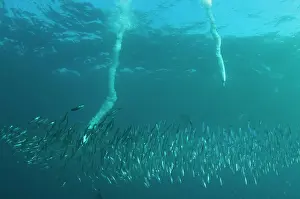 Transkei: Cape Gannets plumes by diving into baitball (school