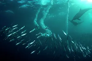 Transkei: Cape Gannets plumes from diving in to baitball (school