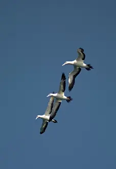 Johns: Cape Gannets trio flying