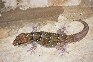 Pachydactylus: CAPE GECKO