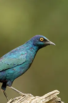 Nitens: Cape Glossy Starling