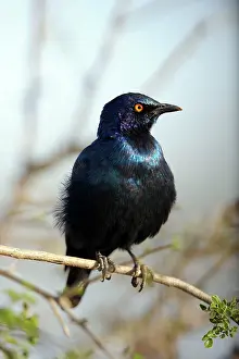 Nitens: Cape Glossy Starling