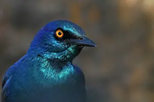 Nitens: Cape Glossy Starling