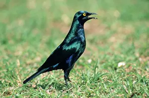 Nitens: Cape Glossy STARLING - Calling