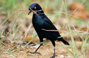 Nitens: Cape Glossy STARLING - Collecting nest material