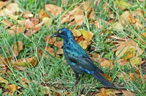 Nitens: Cape Glossy Starling - foraging on ground among