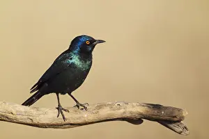 Nitens: Cape Glossy Starling - Kalahari Desert, Kgalagadi