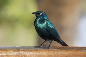 Starling: Cape Glossy Starling - Kruger National Park, Transvaal