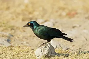 Nitens: Cape Glossy Starling - perched on a rock