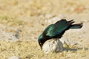 Nitens: Cape Glossy Starling - perched on a rock looking