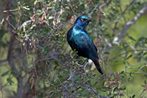Angola: Cape Glossy Starling - widespread in western Angola