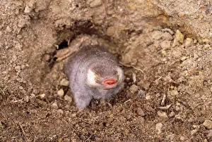 Moles: Cape Golden MOLE