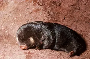 Blind: CAPE GOLDEN MOLE