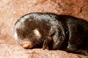 Blind: CAPE GOLDEN MOLE